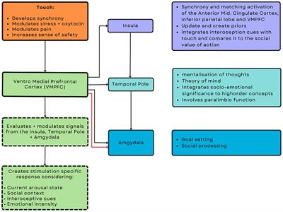 Therapeutic touch and therapeutic alliance in pediatric care and neonatology: An active inference framework